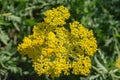 Yellow Butterflyweed Asclepias tuberosa Royalty Free Stock Photo